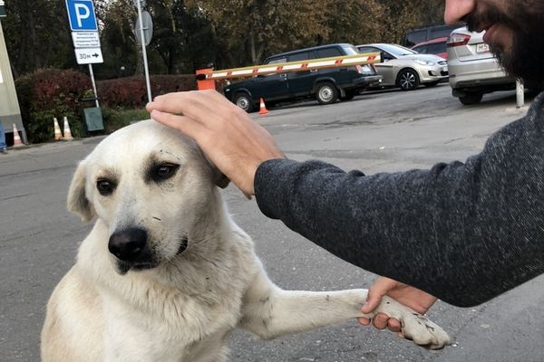 Туляки помогли Максиму Беляеву найти сбежавшего бездомного пса