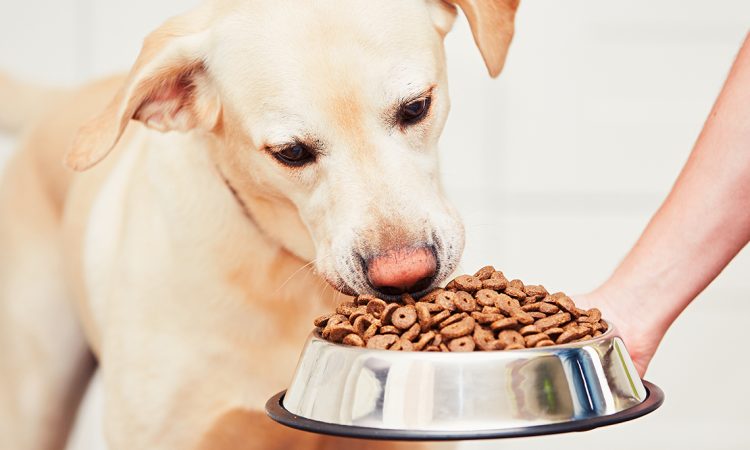 Советы по выбору корма для собак